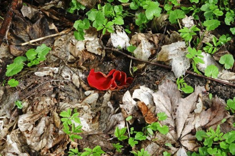 Scarlet elf cup