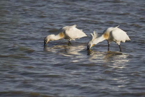 Spoonbill