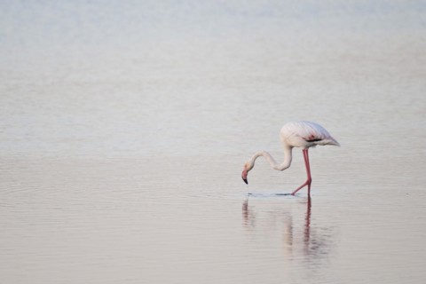 Greater flamingo