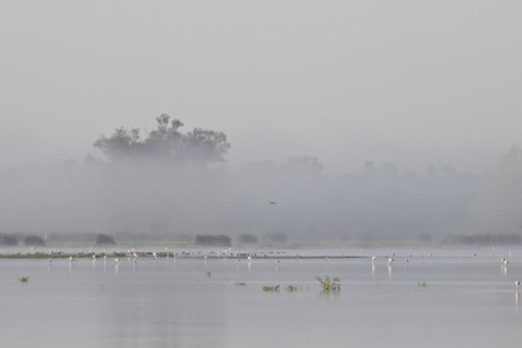 Greater flamingos