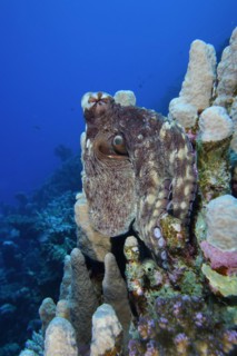 Large blue octopus