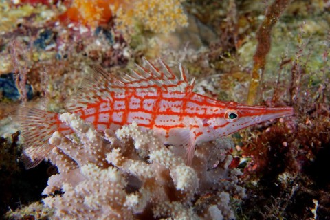 Longnose hawkfish