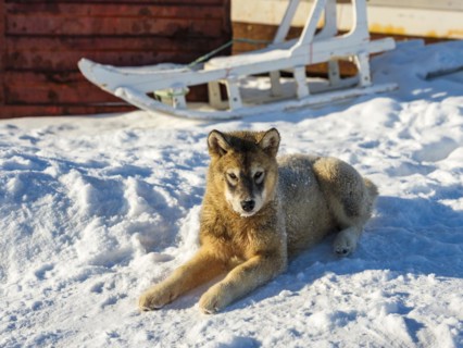 Young husky sitting in front of wooden sledge in the snow