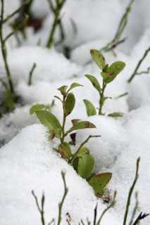 Blueberry bush