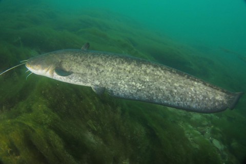 Catfish