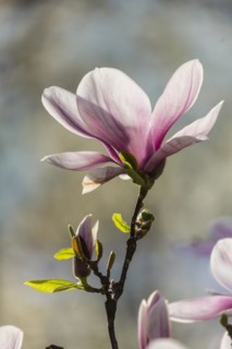 Flowering magnolia