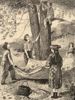 Gathering chestnuts