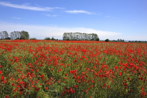 Blooming poppy flower