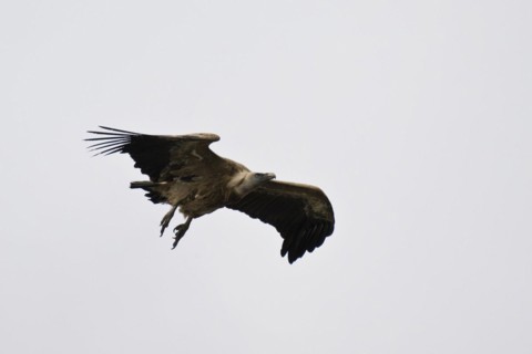 Griffon Vulture