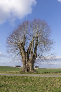 Old large-leaved linden