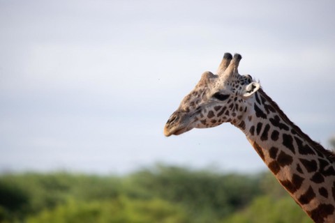 Single giraffe