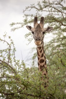Single giraffe