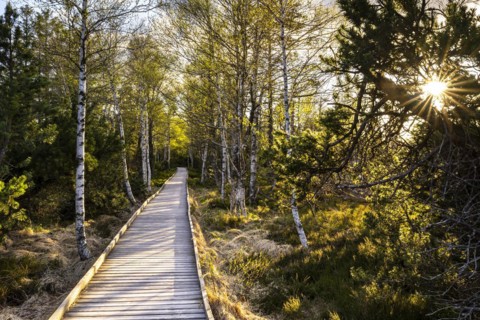 A boardwalk in the Wildseemoor in the evening