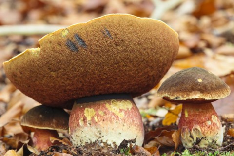Dotted stem bolete