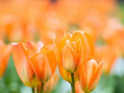 Tulip