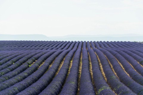 Flowering lavender