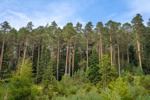 Enztalkiefer in the forest
