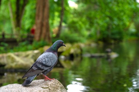 Pigeon sitting by the lake in the spa gardens