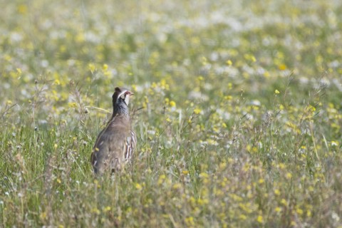 Red-legged partridge