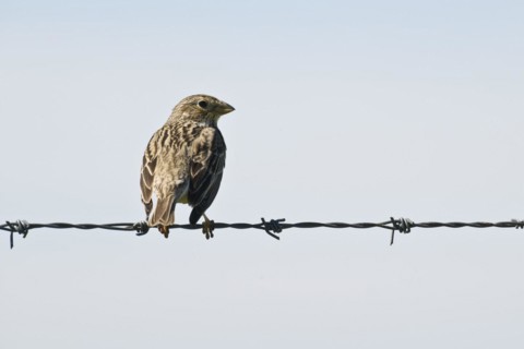 Corn Bunting
