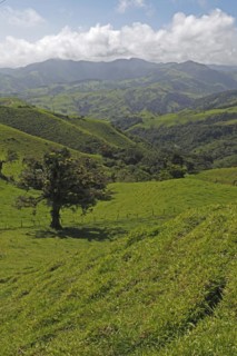 Green landscape