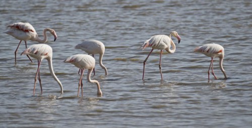Greater flamingos
