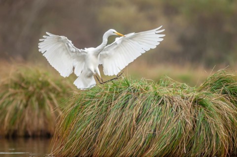 Great egret