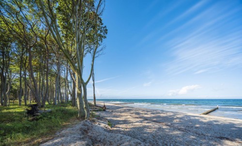 Coastal forest on the beach of the Baltic Sea