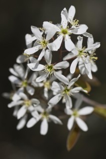 Rocky pear