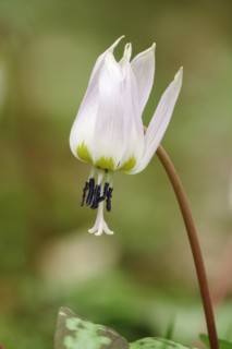 Dog's tooth violet