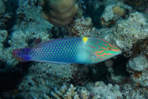 Checkerboard wrasse