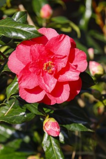 Ornamental camellia