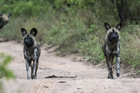 African wild dogs
