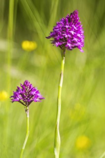 Pyramidal orchid