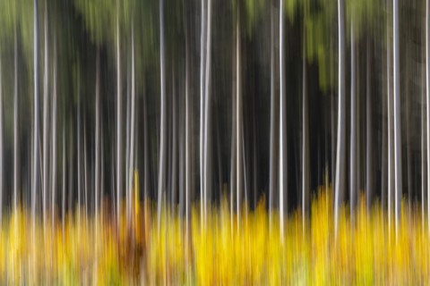 Spruce forest in the Swabian Alb in autumn