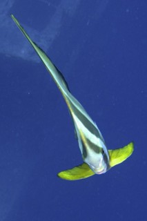 Juvenile roundhead batfish