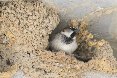 House sparrow