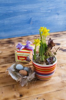 Easter decoration with daffodils in a pot