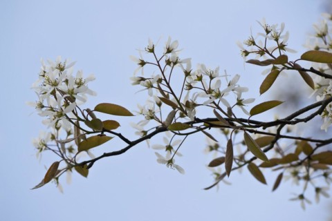 Rocky pear