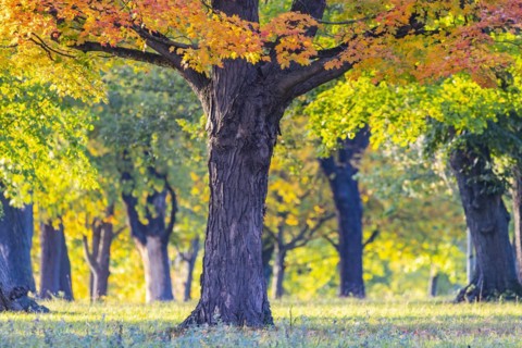 Trees in autumn with colourful foliage