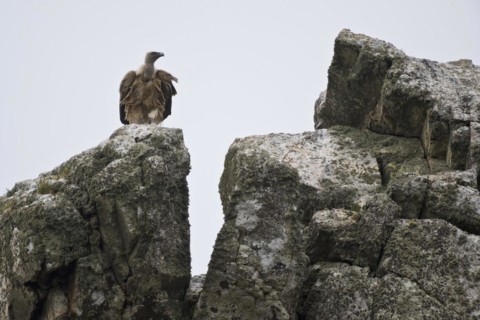Griffon Vulture