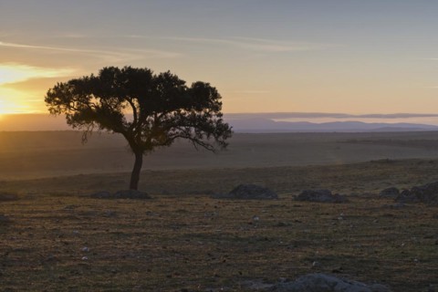 Holm oak