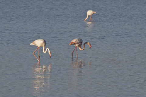 Greater flamingos