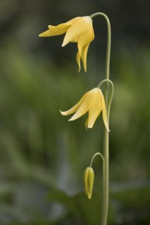 Tuolumne fawn lily