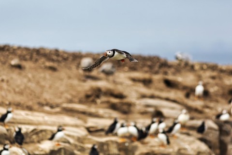 Puffin
