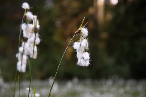 Common cottongrass