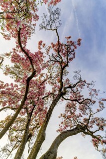 Flowering magnolia