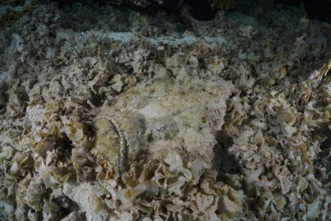 A well-camouflaged