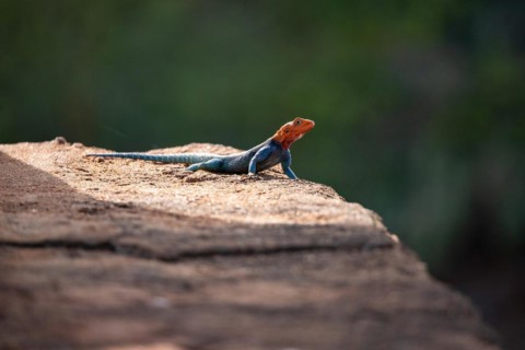 Settler dragon in the sun. Animals in Tsavo East National Park