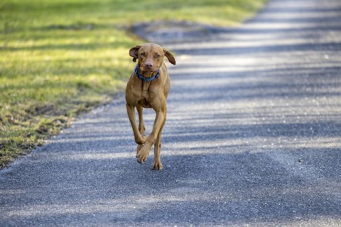 Roevidszoru Magyar Vizsla